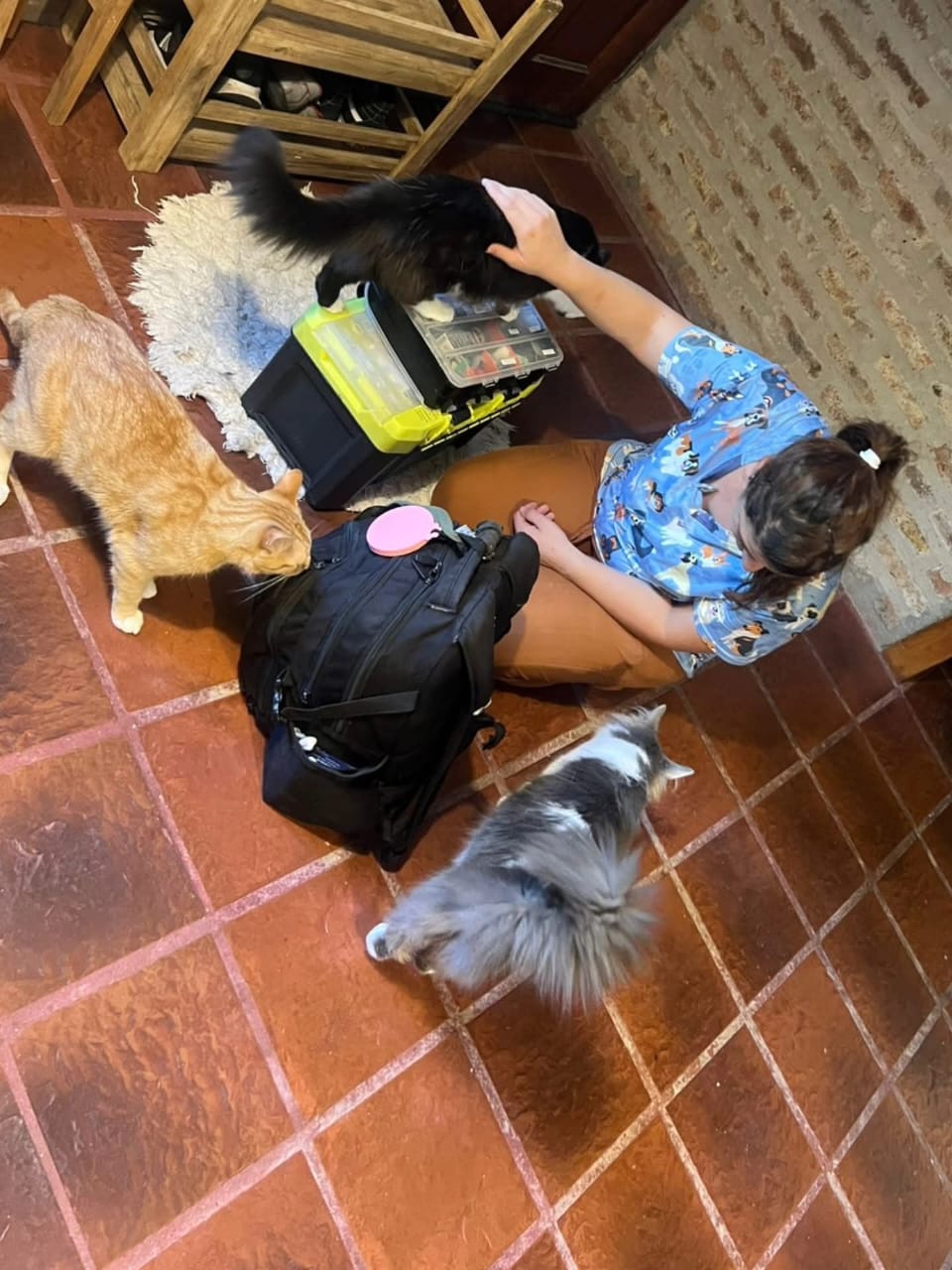 Jésica sentada en el piso de una casa con su botiquín de trabajo, rodeada de tres gatos curiosos